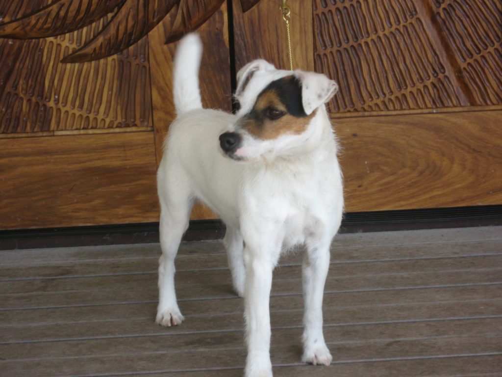 British grit jack russell hot sale terriers