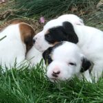 Jingle of BG 2018 Spring Puppies